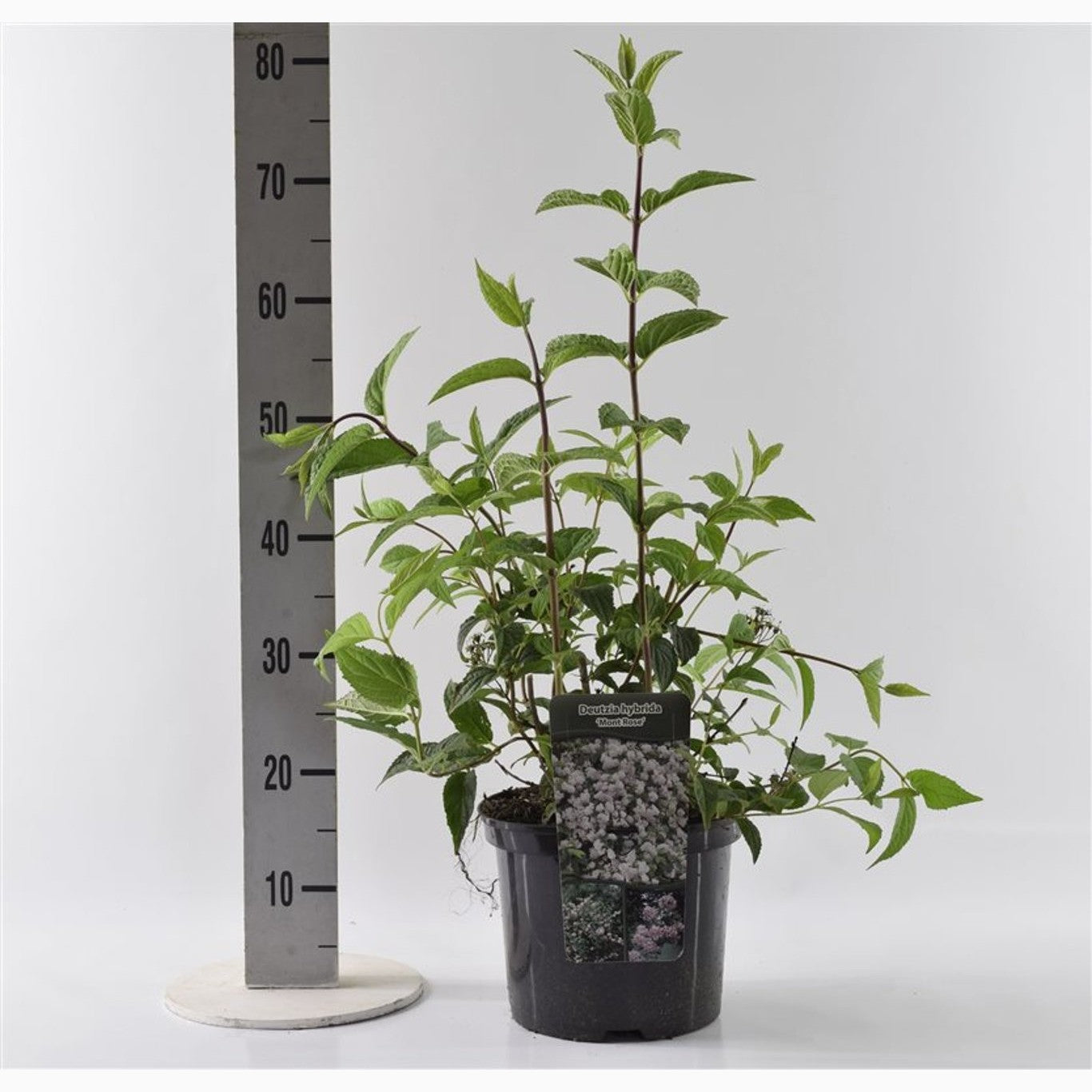 Riddarsporre – Delphinium Highlander Mystery Sensation - C5 40-60 CM